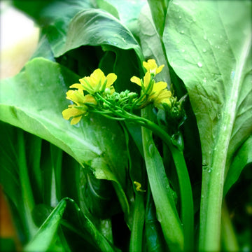 Choy Sum Seeds
