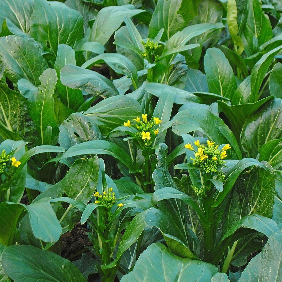 Choy Sum Seeds
