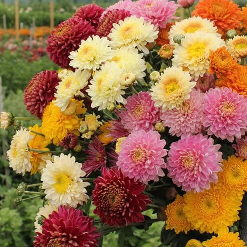 Chrysanthemum Seeds - Mixed