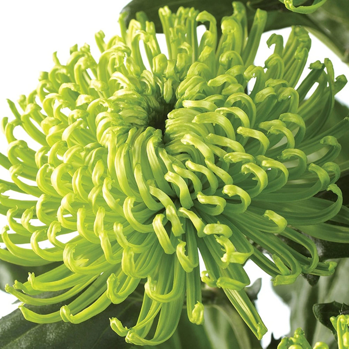 Chrysanthemum Seeds – Green Spider
