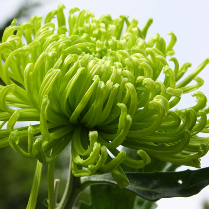 Chrysanthemum Seeds – Green Spider
