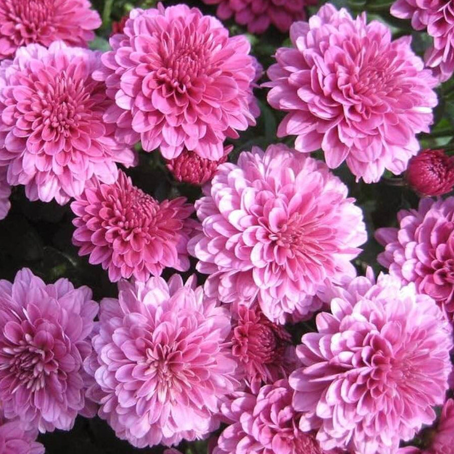 Chrysanthemum Seeds – Light Pink Green – Wildflower