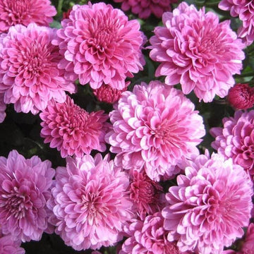 Chrysanthemum Seeds – Light Pink Green – Wildflower