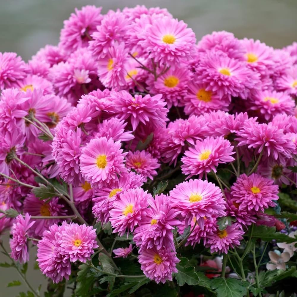 Chrysanthemum Seeds
