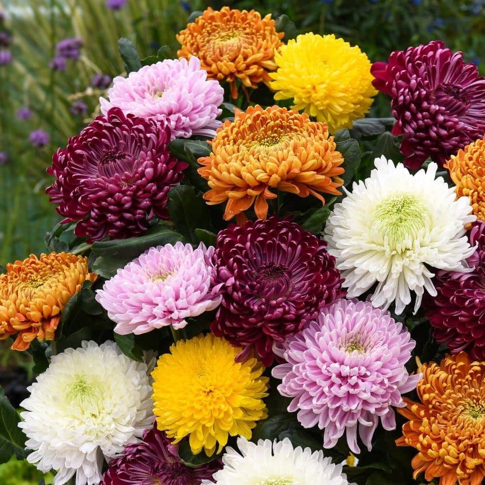 Chrysanthemum Seeds - Mixed