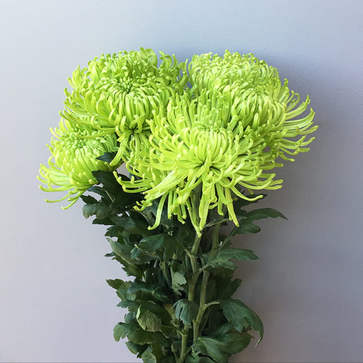 Chrysanthemum Seeds – Green Spider
