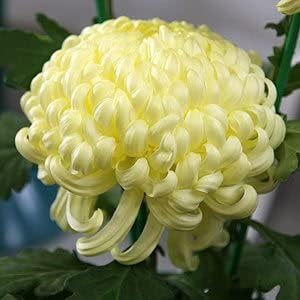 Chrysanthemum Seeds – Light Yellow – Wildflower
