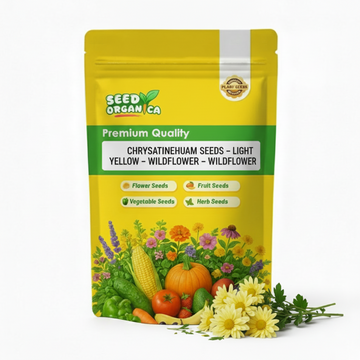 Chrysanthemum Seeds – Light Yellow – Wildflower