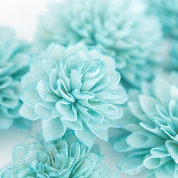 Chrysanthemum Seeds – Sky Blue White – Wildflower