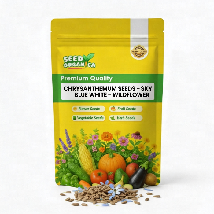 Chrysanthemum Seeds – Sky Blue White – Wildflower