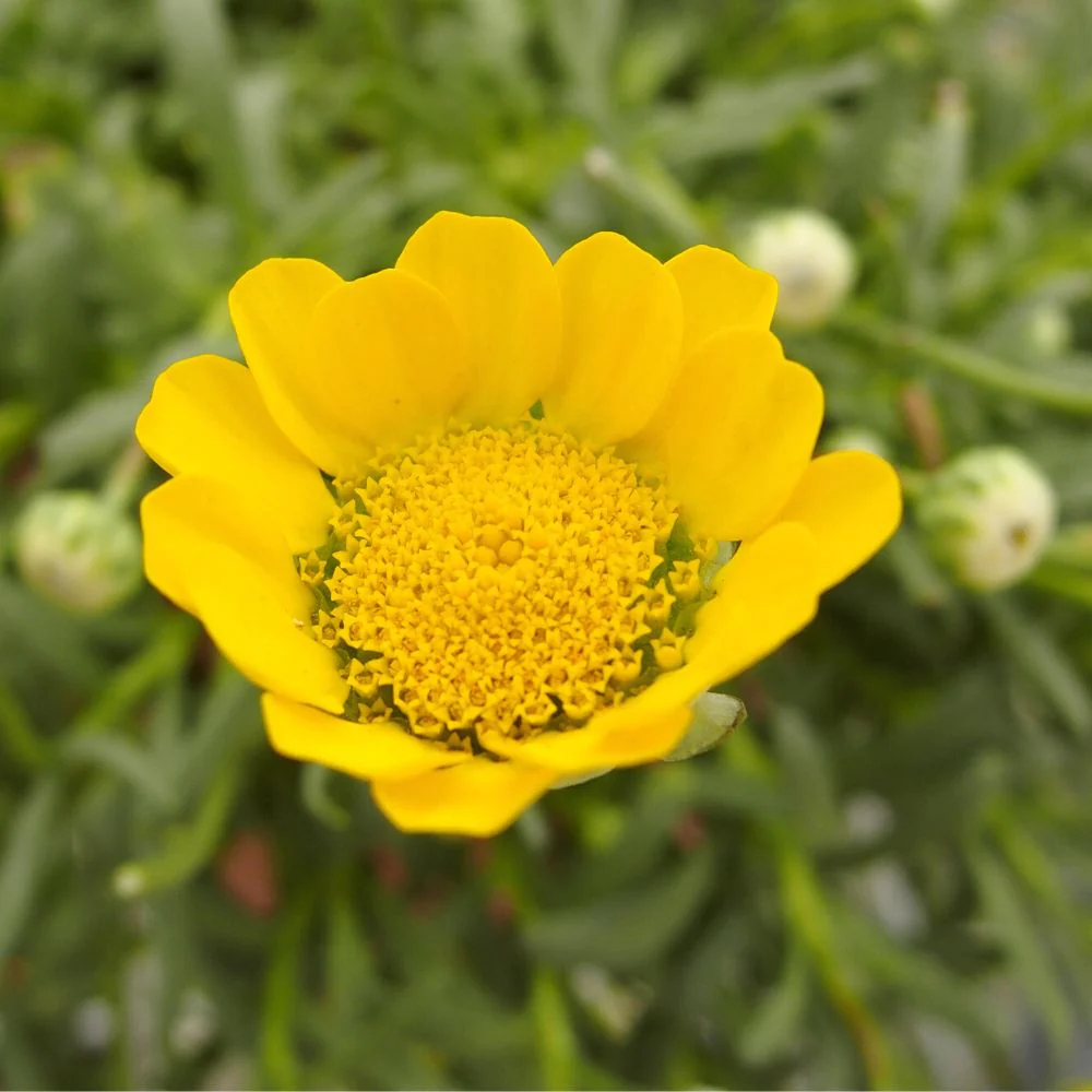 Chrysanthemum Seeds – Yellow
