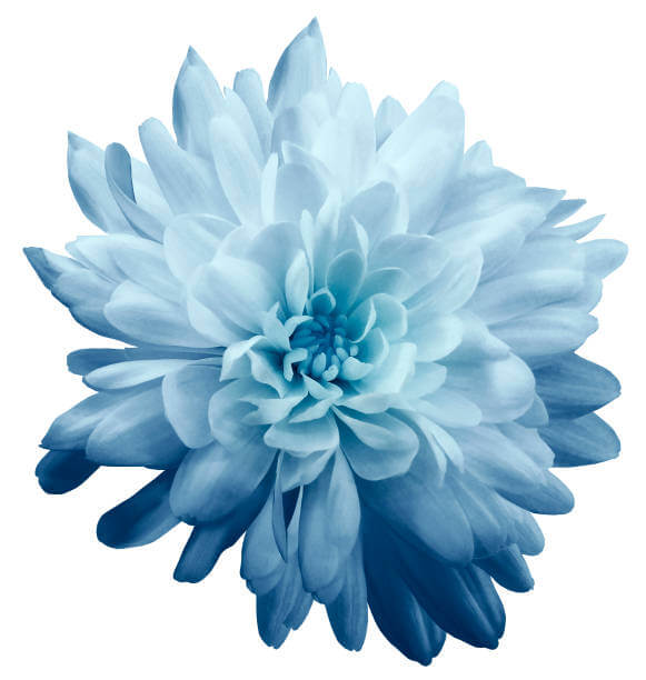 Chrysanthemum Seeds – Sky Blue White – Wildflower