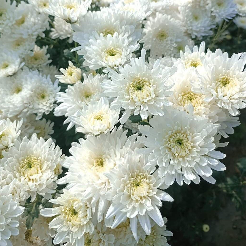 Chrysanthemum Seeds – White
