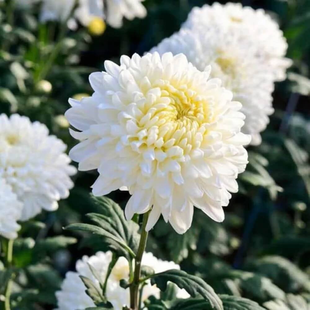 Chrysanthemum Seeds – White – Wildflower