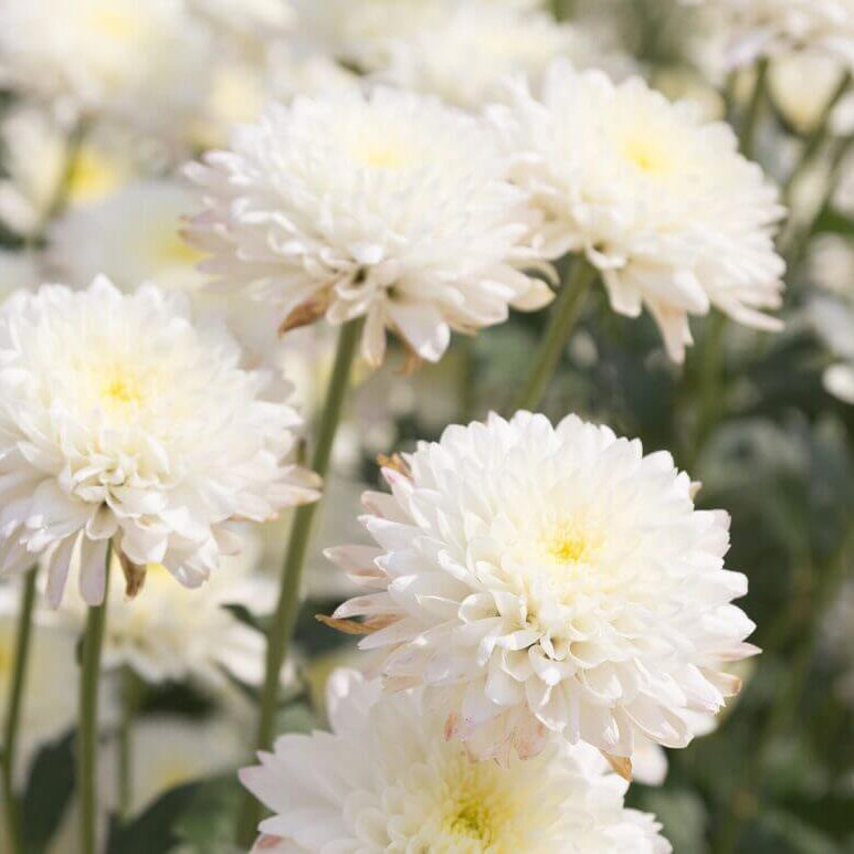 Chrysanthemum Seeds – White – Wildflower