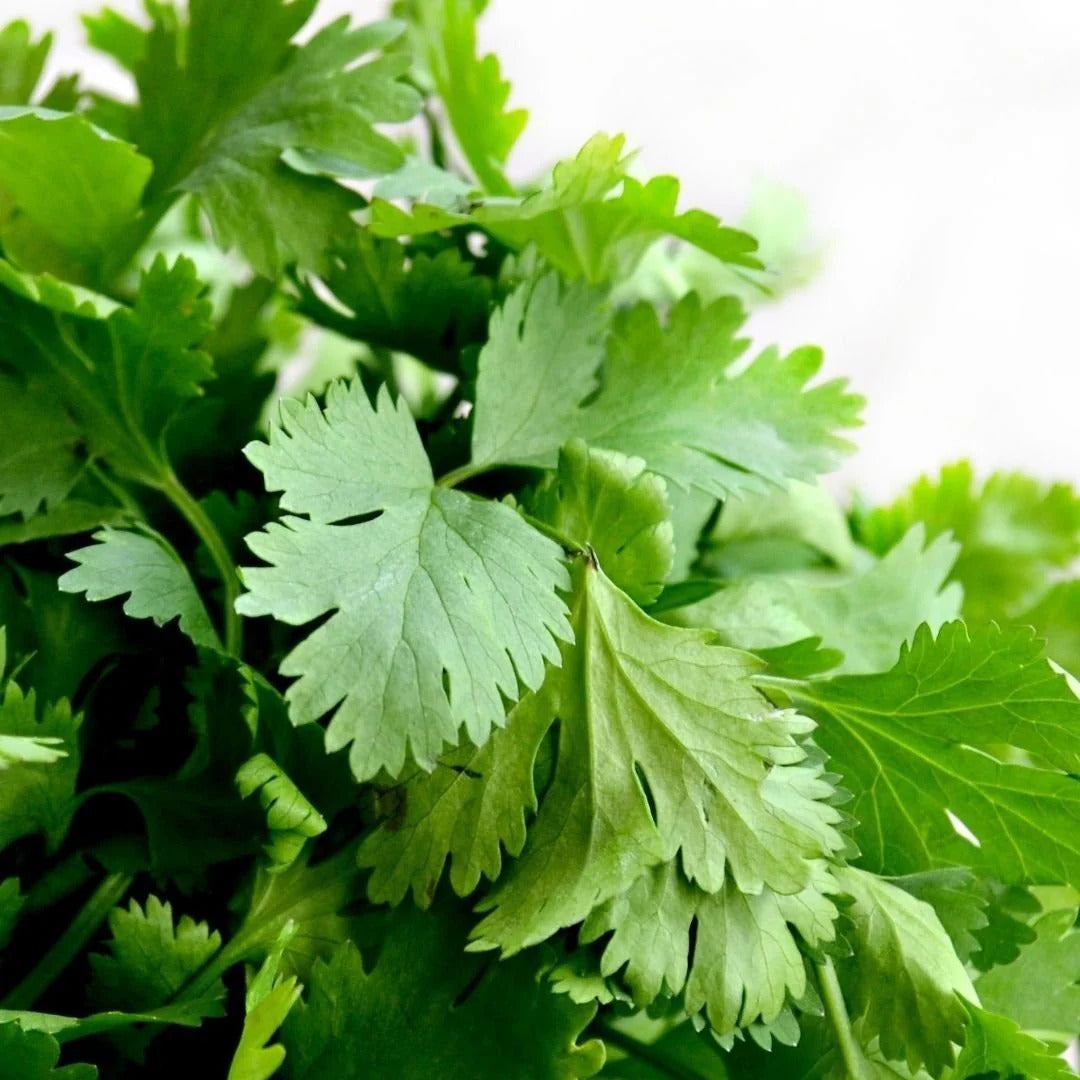 Cilantro Coriander Seeds
