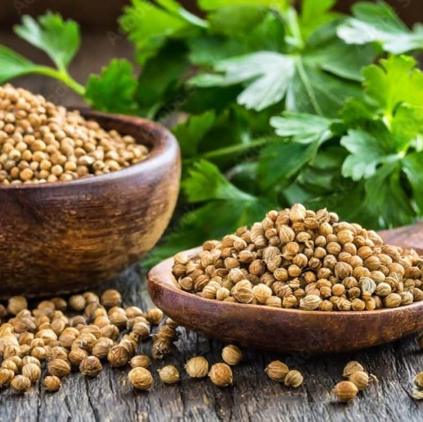 Cilantro Coriander Seeds – Coriandrum sativum