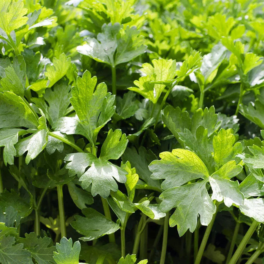 Cilantro Coriander Seeds
