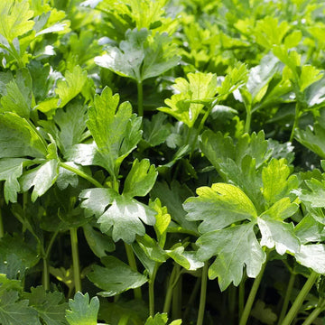 Cilantro Coriander Seeds
