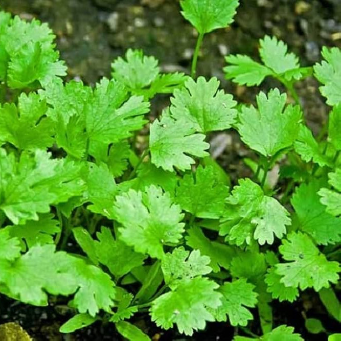 Cilantro Seeds – Green Santo
