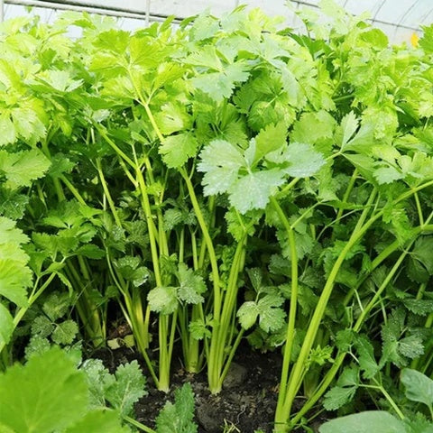 Cilantro Seeds – Large Leaf