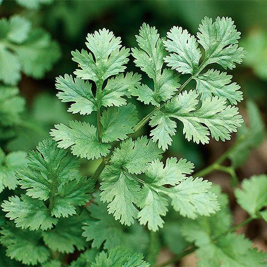 Cilantro Seeds – Green Santo
