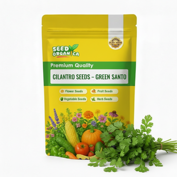 Cilantro Seeds – Green Santo