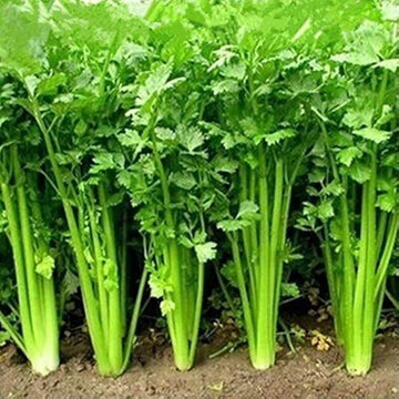 Cilantro Seeds – Large Leaf