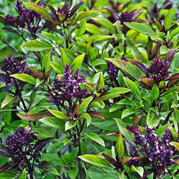 Cinnamon Basil Seeds – Aromatic
