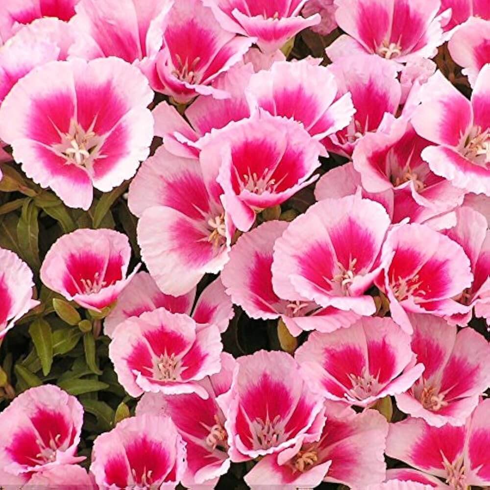 Clarkia Seeds – Pink Amoena