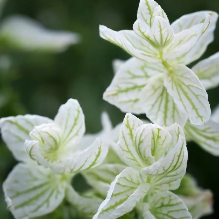 Clary Sage Seeds
