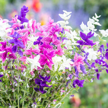 Clary Sage Seeds – Salvia viridis horminum
