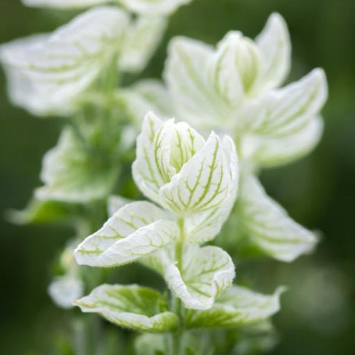 Clary Sage Seeds
