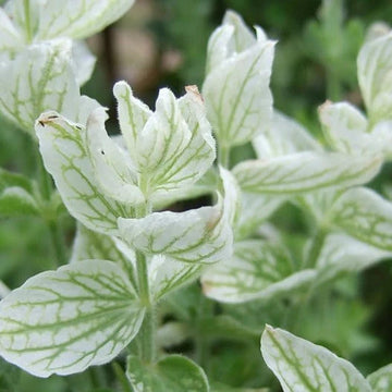 Clary Sage Seeds
