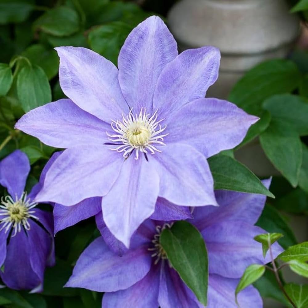 Clematis Seeds – Blue
