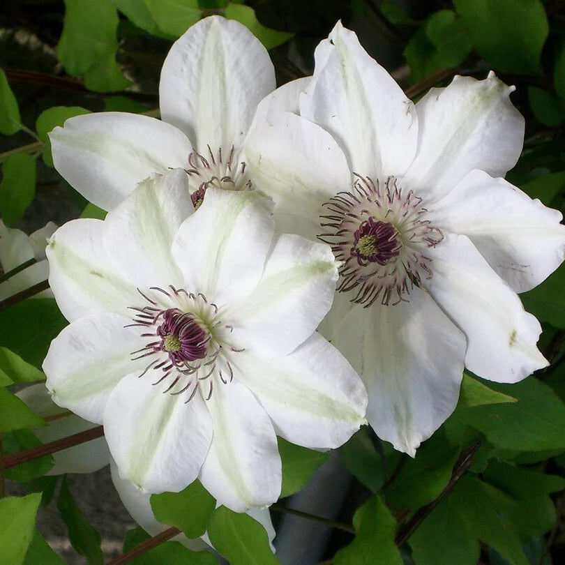 Clematis Seeds – Brown White Bloom wildflower