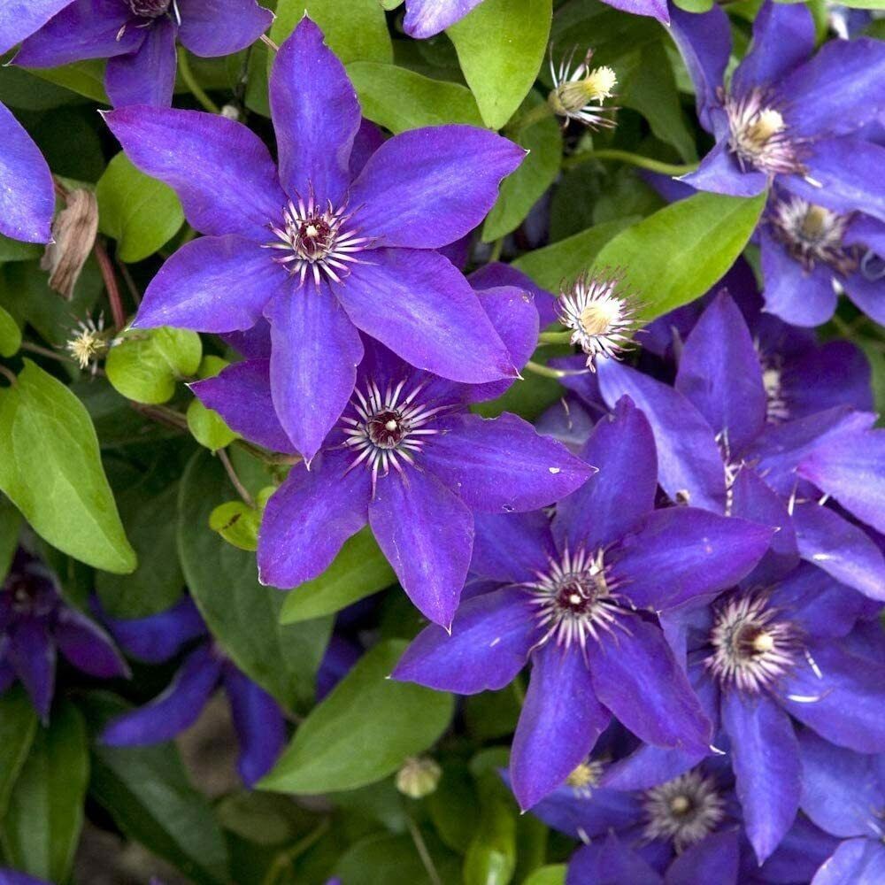 Clematis Seeds – Dark Purple
