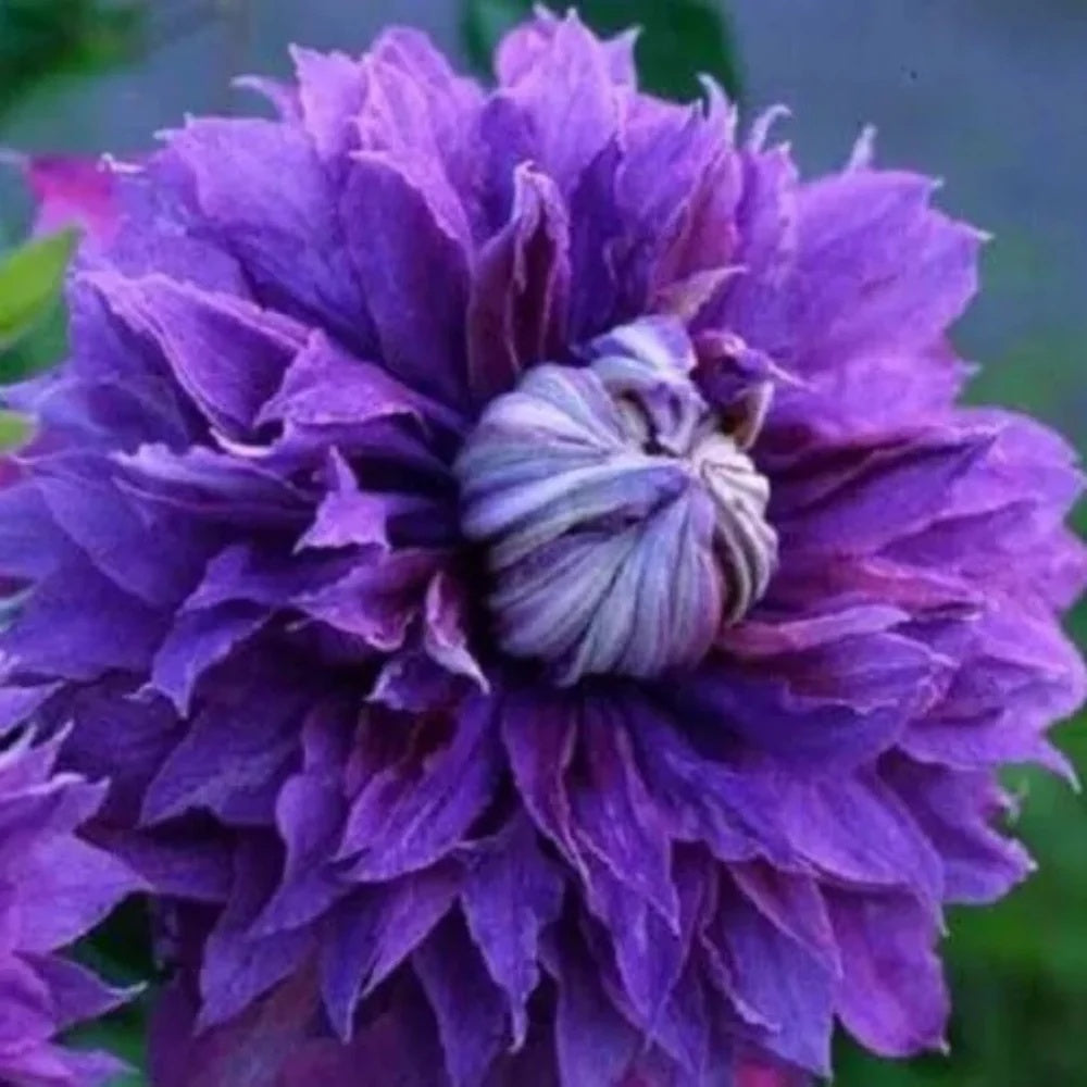 Clematis Seeds – Double Purple

