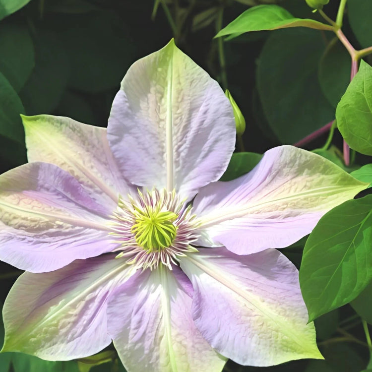 Clematis Seeds – Double Purple & Green
