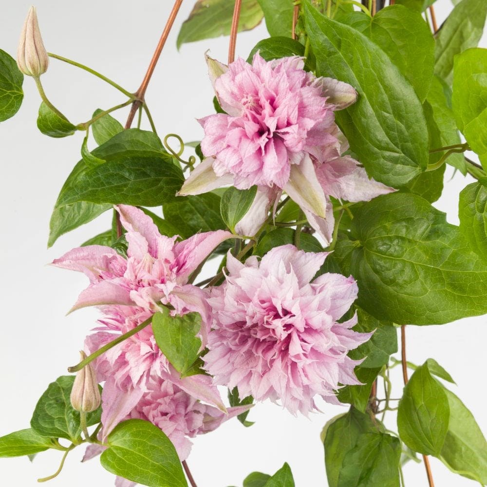 Clematis Seeds – Double White Pink
