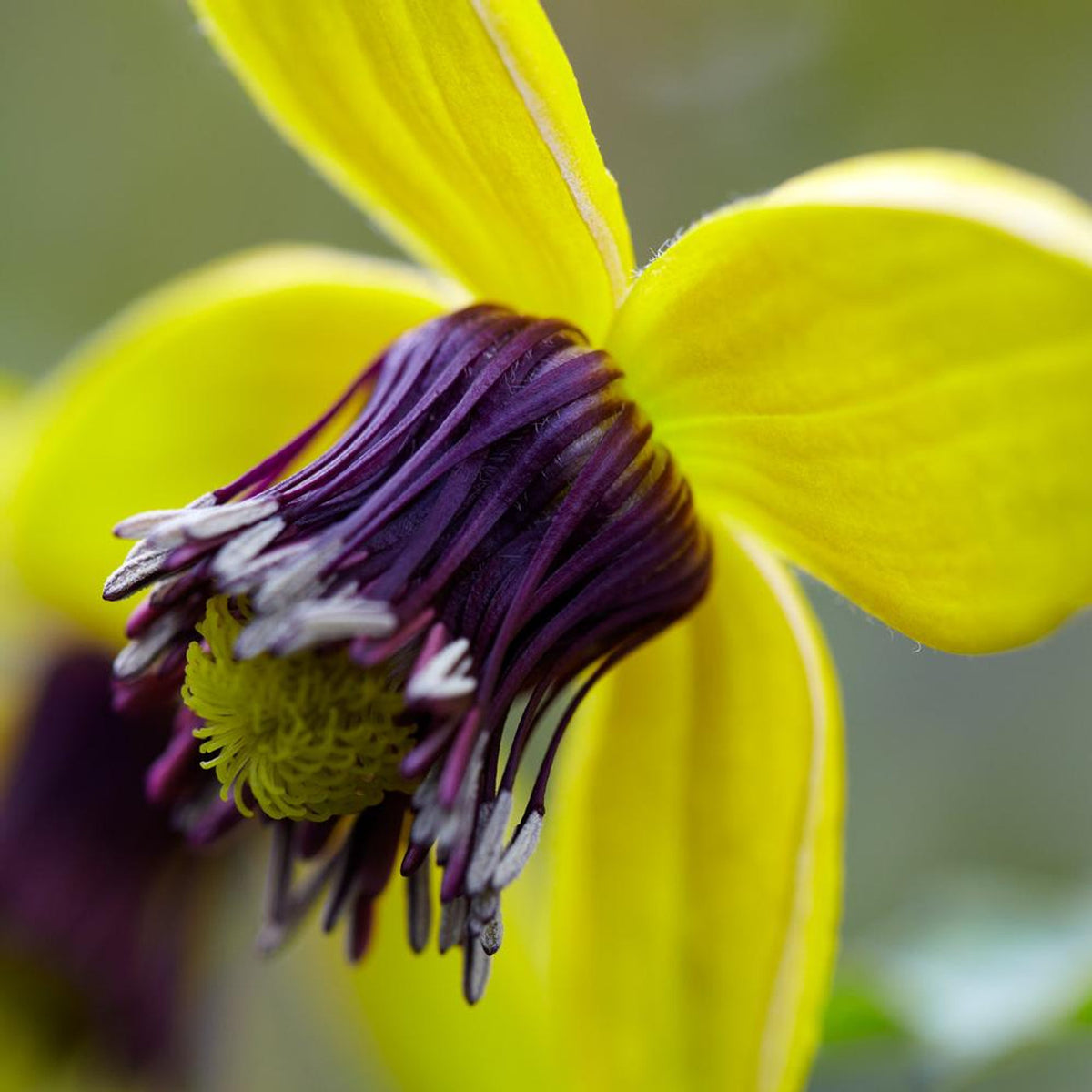 Clematis Seeds – Golden Tangutica
