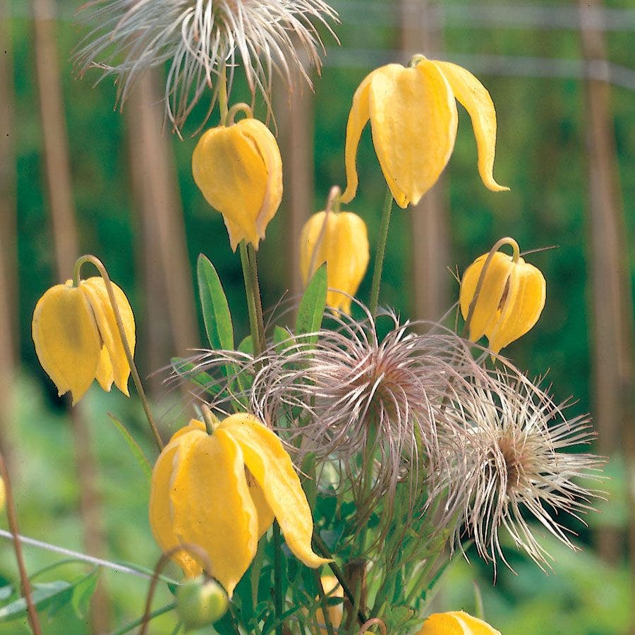 Clematis Seeds – Golden Tangutica
