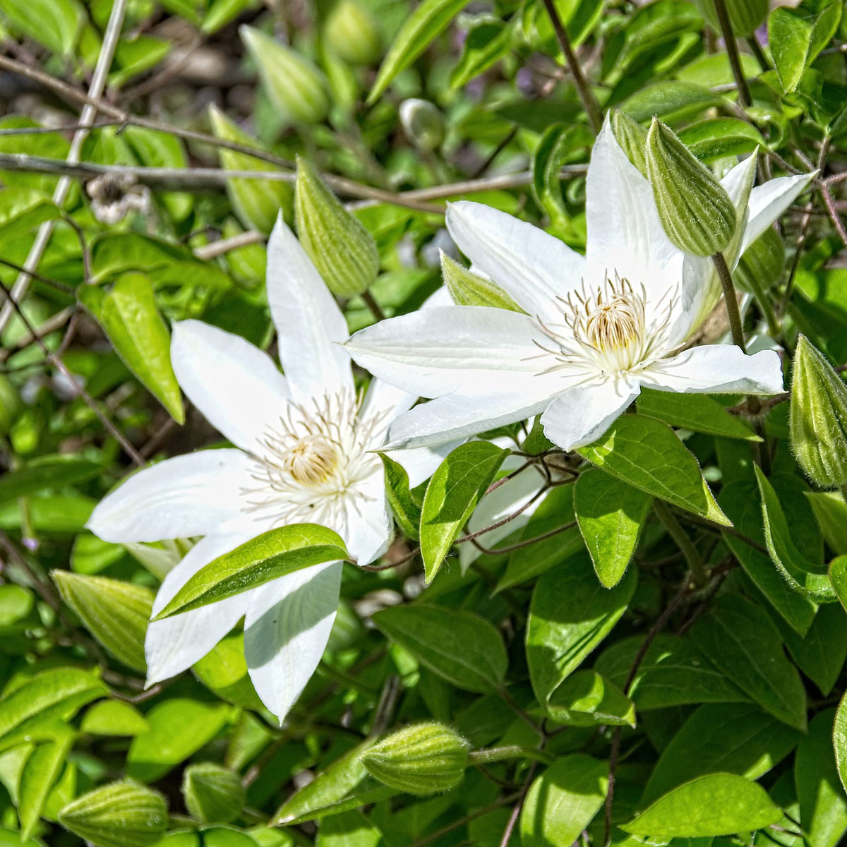Clematis Seeds – Henryi
