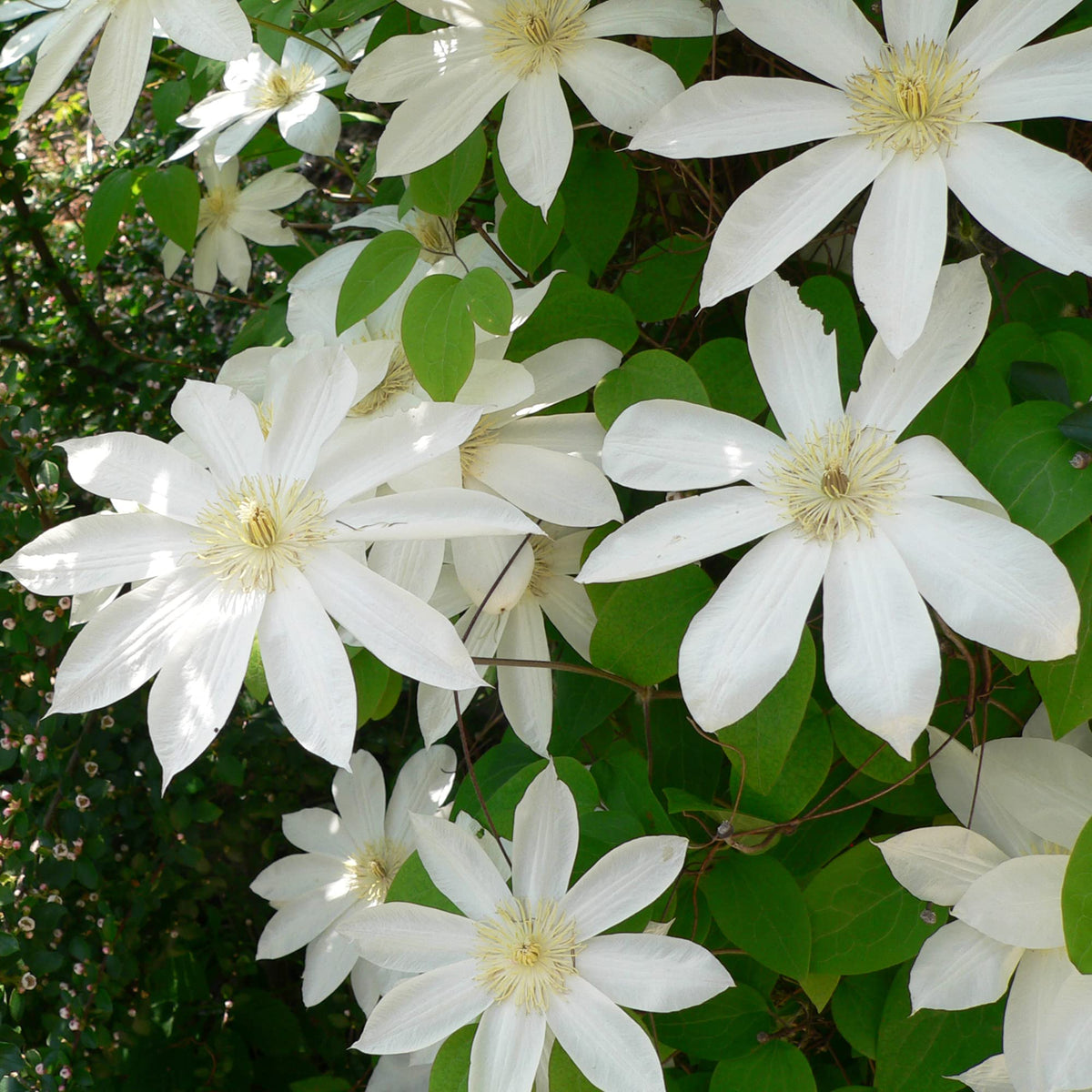 Clematis Seeds – Henryi
