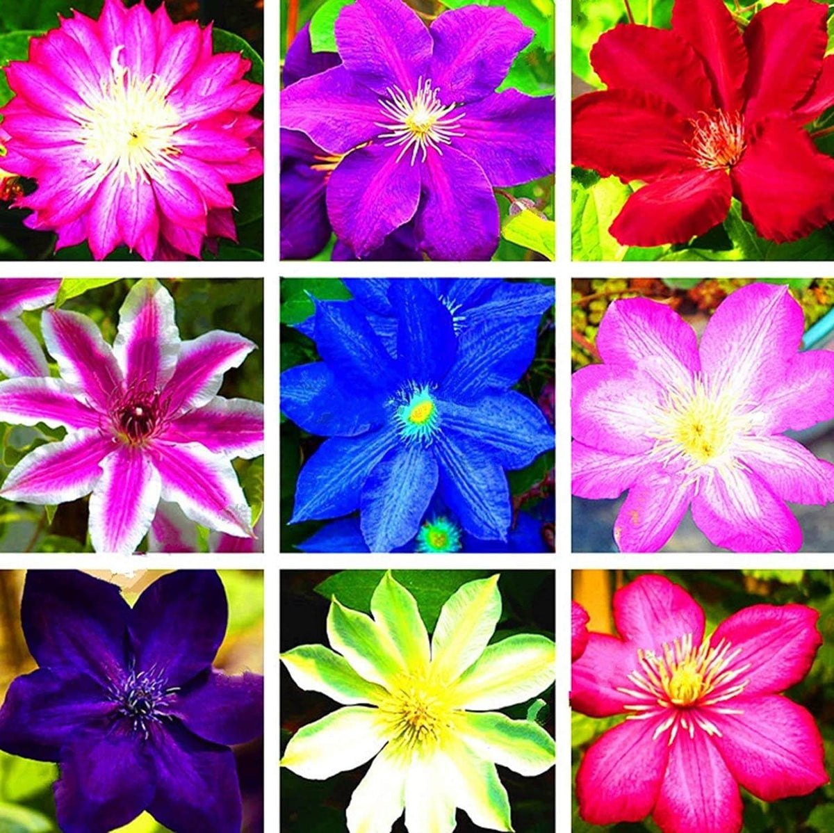 Clematis Seeds – Mixed
