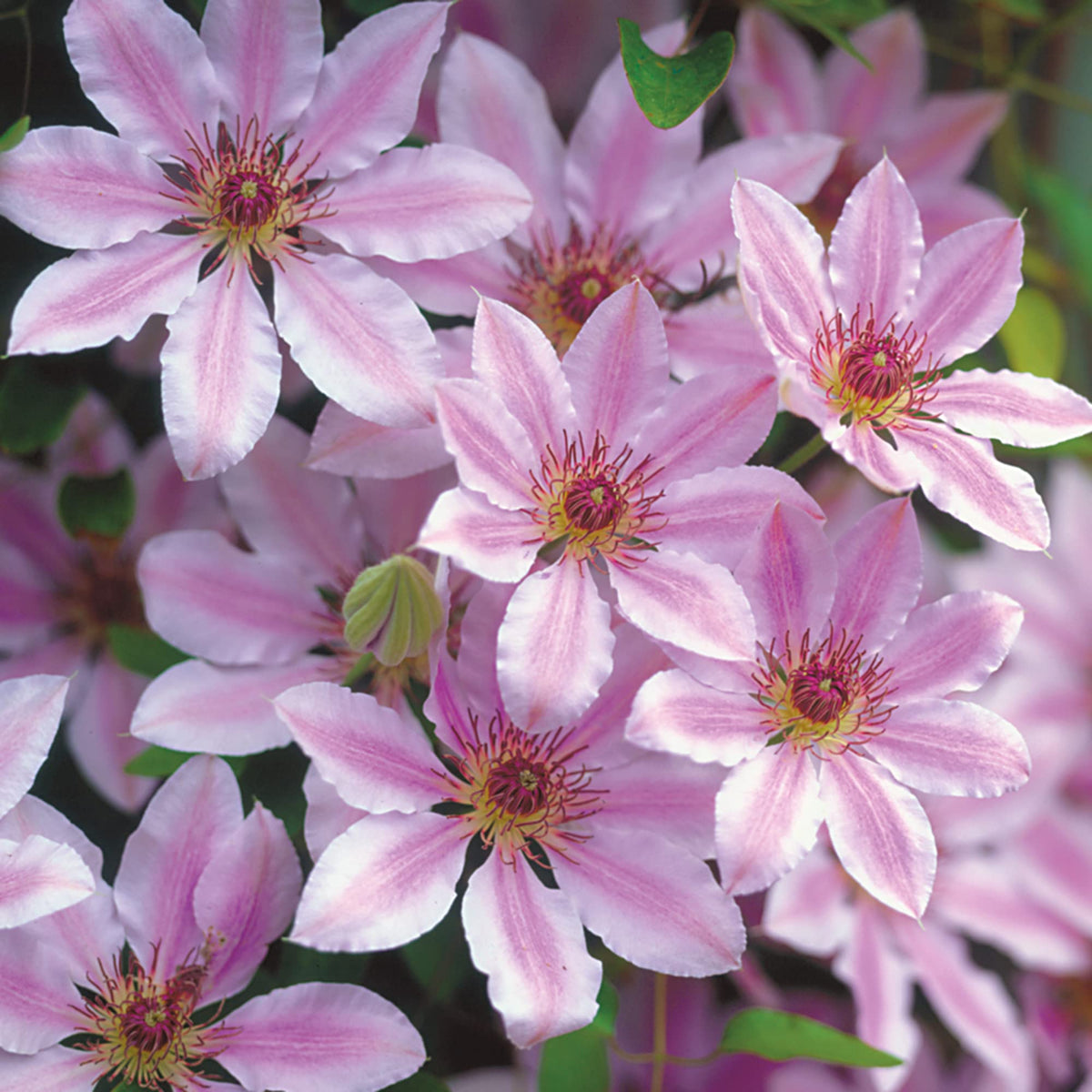 Clematis Seeds – Nelly Moser
