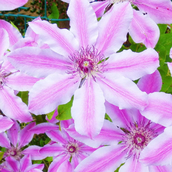 Clematis Seeds – Nelly Moser
