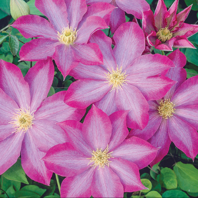 Clematis Seeds – Pink Champagne
