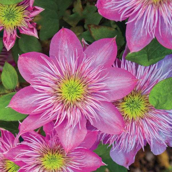 Clematis Seeds – Queen of Vines, Climbing

