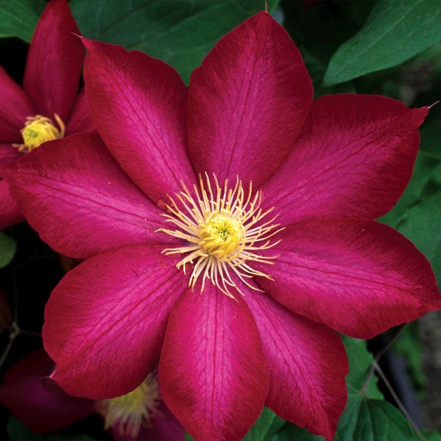 Clematis Seeds – Bourbon
